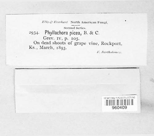Phyllachora picea image